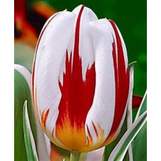 Tulipa Happy Generation